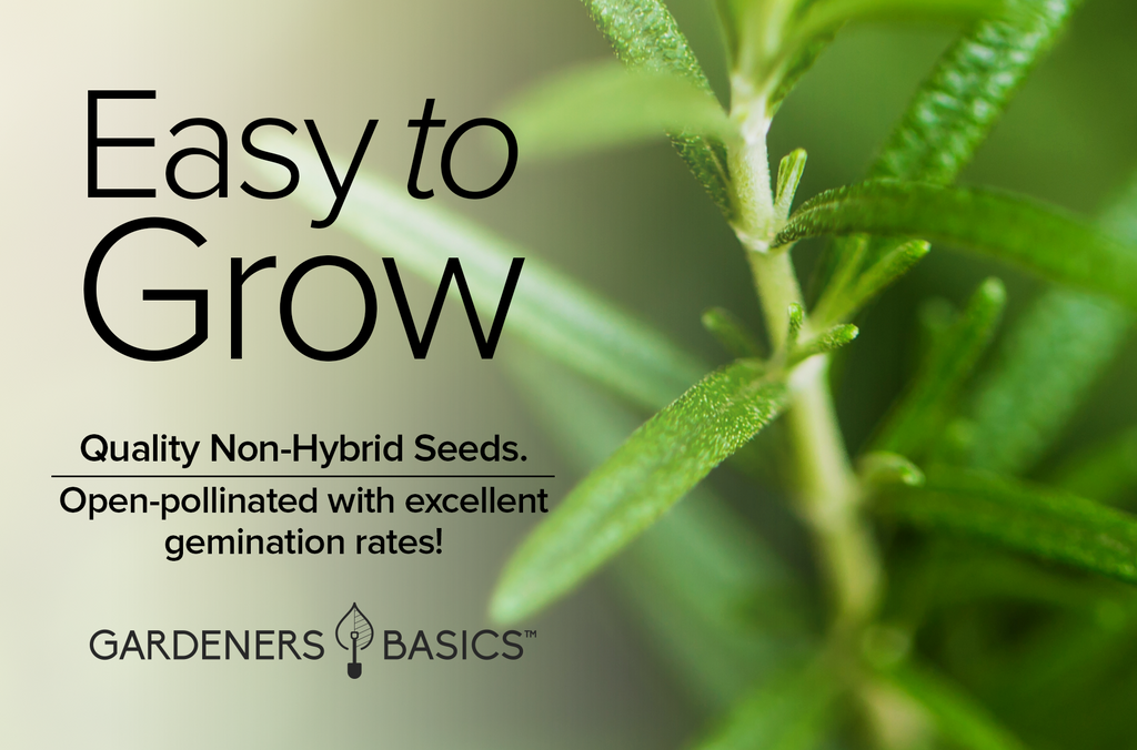 Non-GMO Rosemary Seeds: Cultivate Fresh, Organic Herbs in Your Backyard