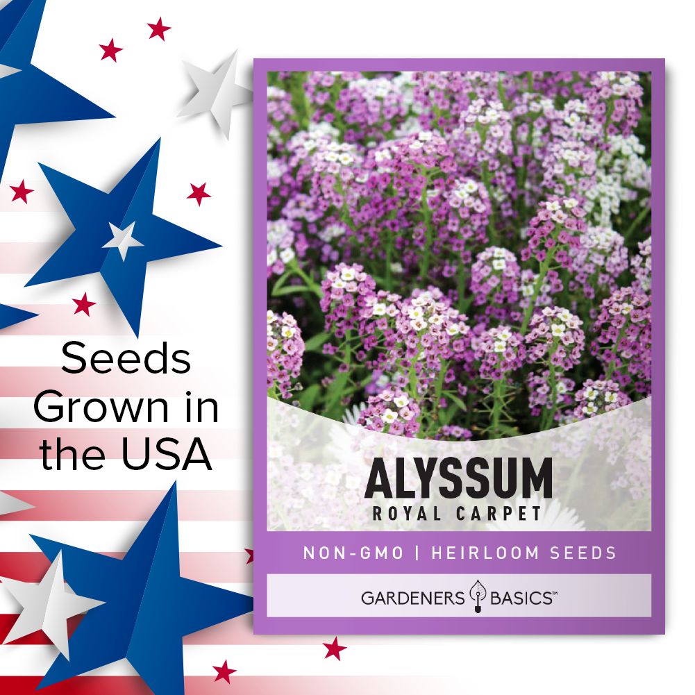 Grow a Captivating Floral Display with Royal Carpet Dwarf Sweet Alyssum Seeds