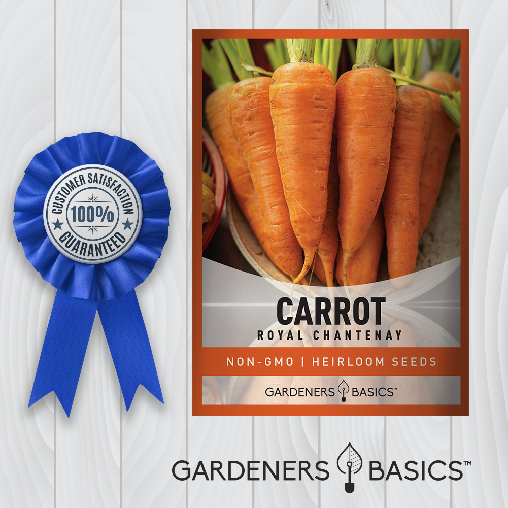 Royal Chantenay Carrot Seeds: The Perfect Gift for Green Thumbs