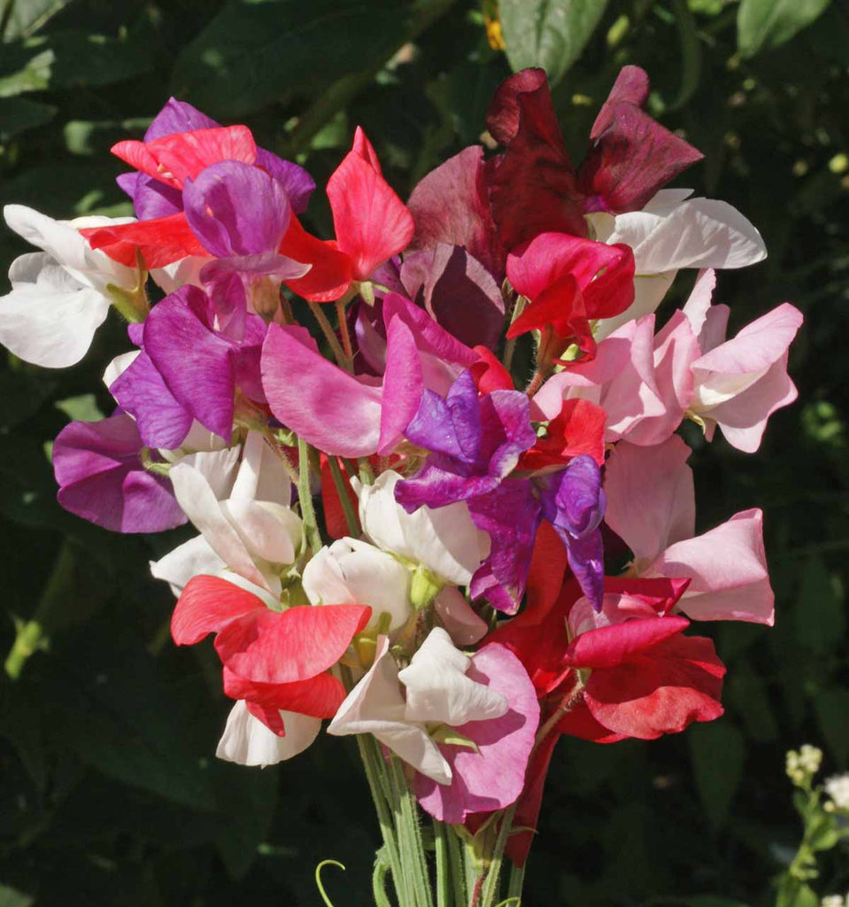 Sweet Pea Royal Family Mix - The Ideal Climber for Fences & Trellises