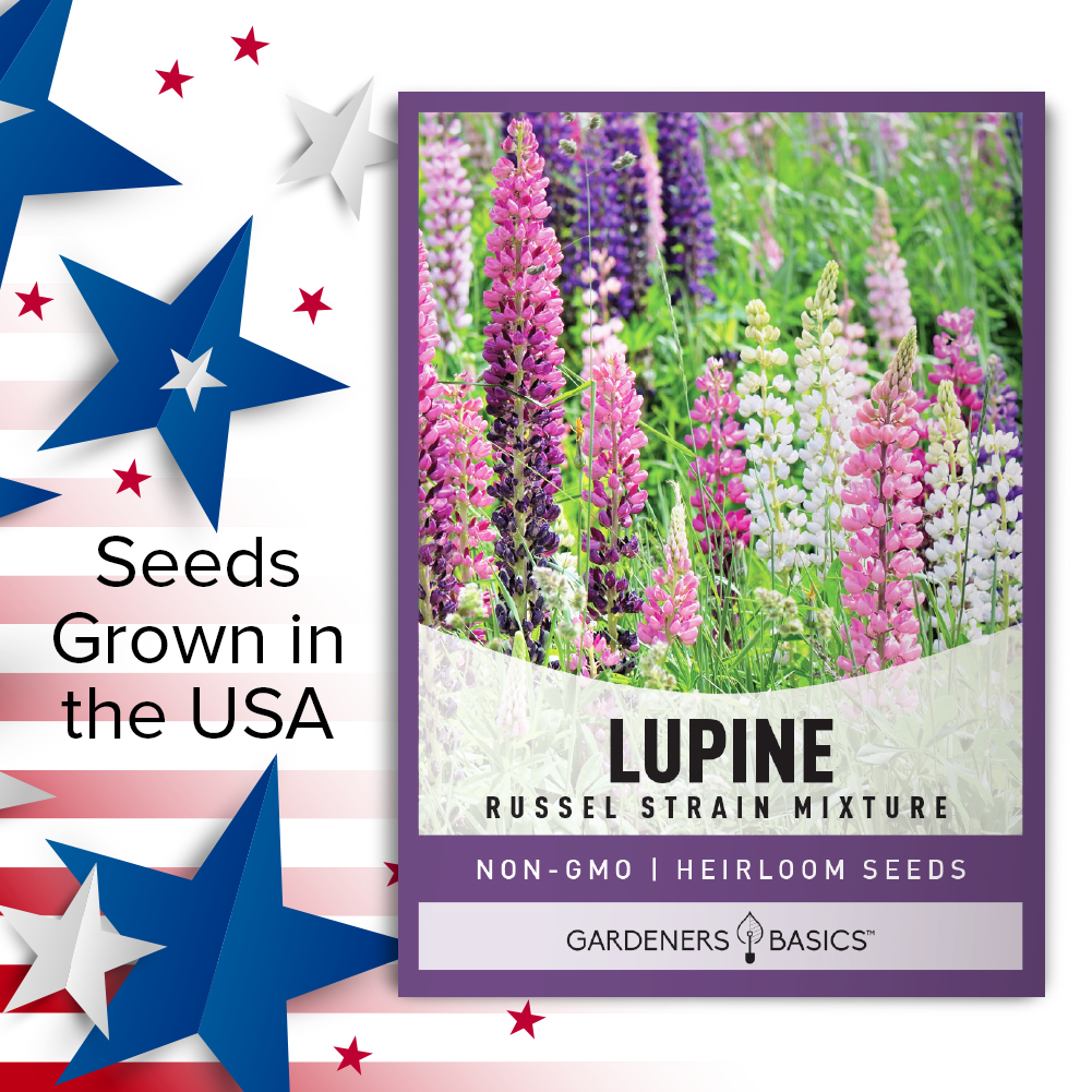 Late Spring Blooms: Plant Russell Lupine Seeds for a Colorful Garden