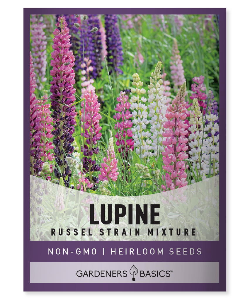 Russell Lupine, Lupine seeds, Lupinus polyphyllus, Pacific Northwest native, perennial seeds, flower spikes, full sun perennials, meadow gardening, beds and borders, colorful blooms, hummingbird-friendly, mixed color flowers, late spring blooms, easy-to-grow plants, garden transformation