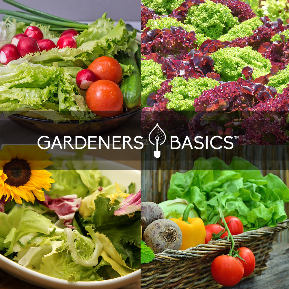 Grow Your Own Salad Bar: 10 Different Lettuce Seeds for a Delicious Harvest