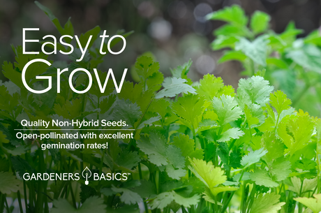 Plant Chervil Seeds & Experience the Taste of Classic French Fines Herbes