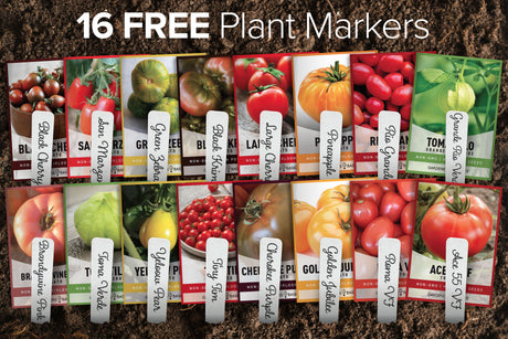 Tomatoes Galore! 16 Heirloom Varieties to Fill Your Harvest Basket