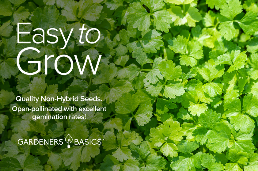 American Long Standing Cilantro Seeds For Sale Herbs Easy Gardening