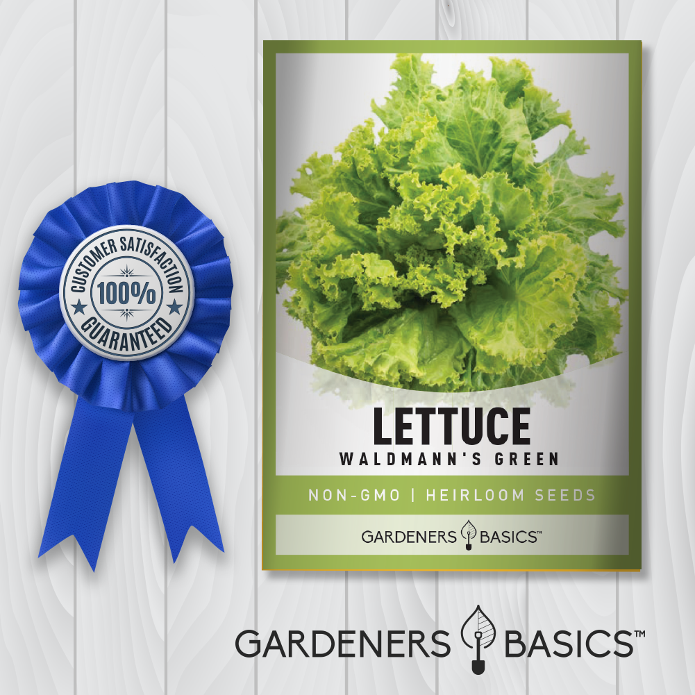 Waldmann's Green Leaf Lettuce Seeds: The Secret to a Thriving Garden