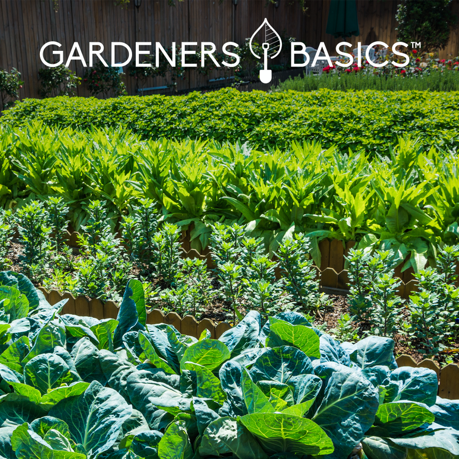 everlasting garden preparedness seeds Survival Garden Heirloom Seeds, Victory Garden Seeds