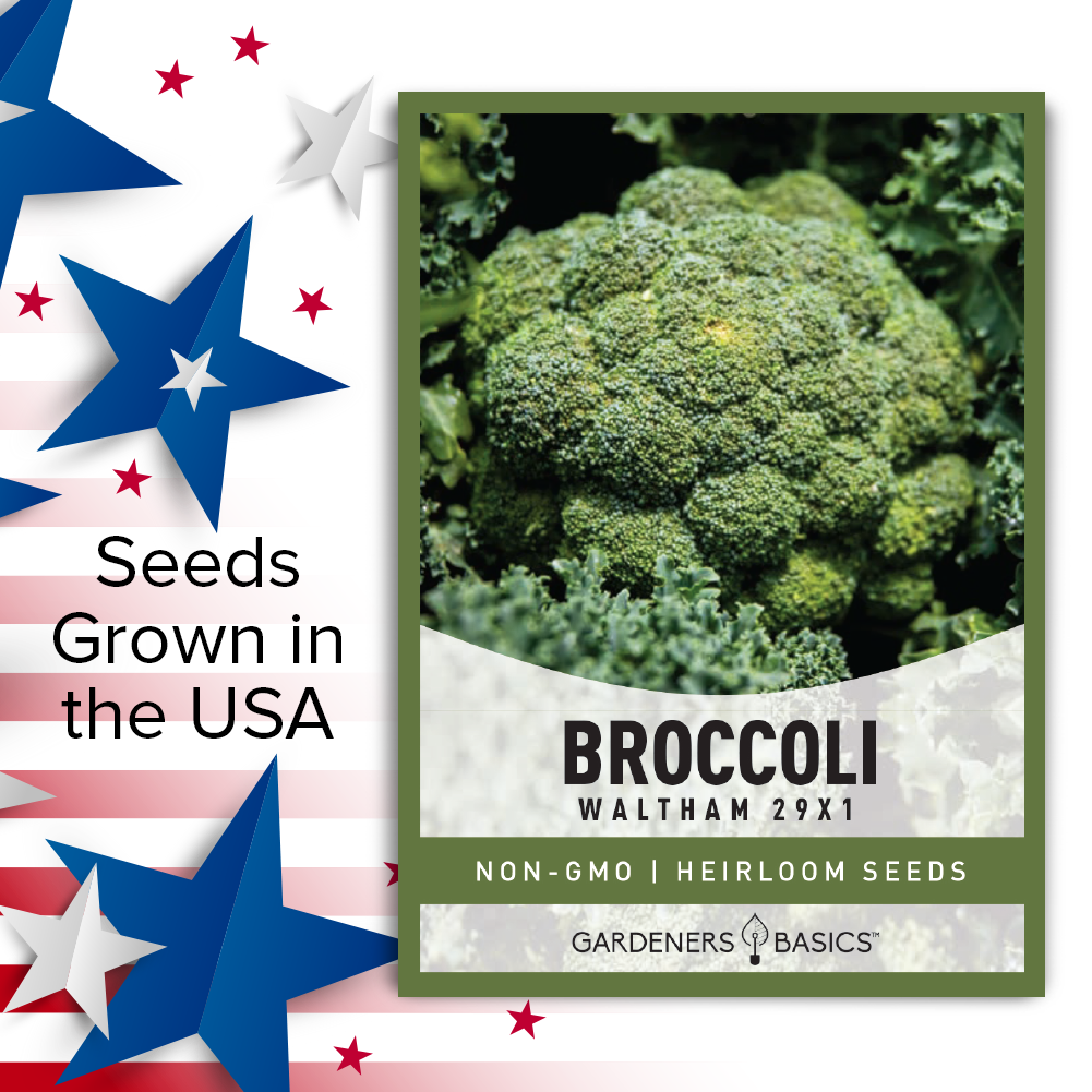 High-Quality Waltham 29 Broccoli Seeds for Planting Success