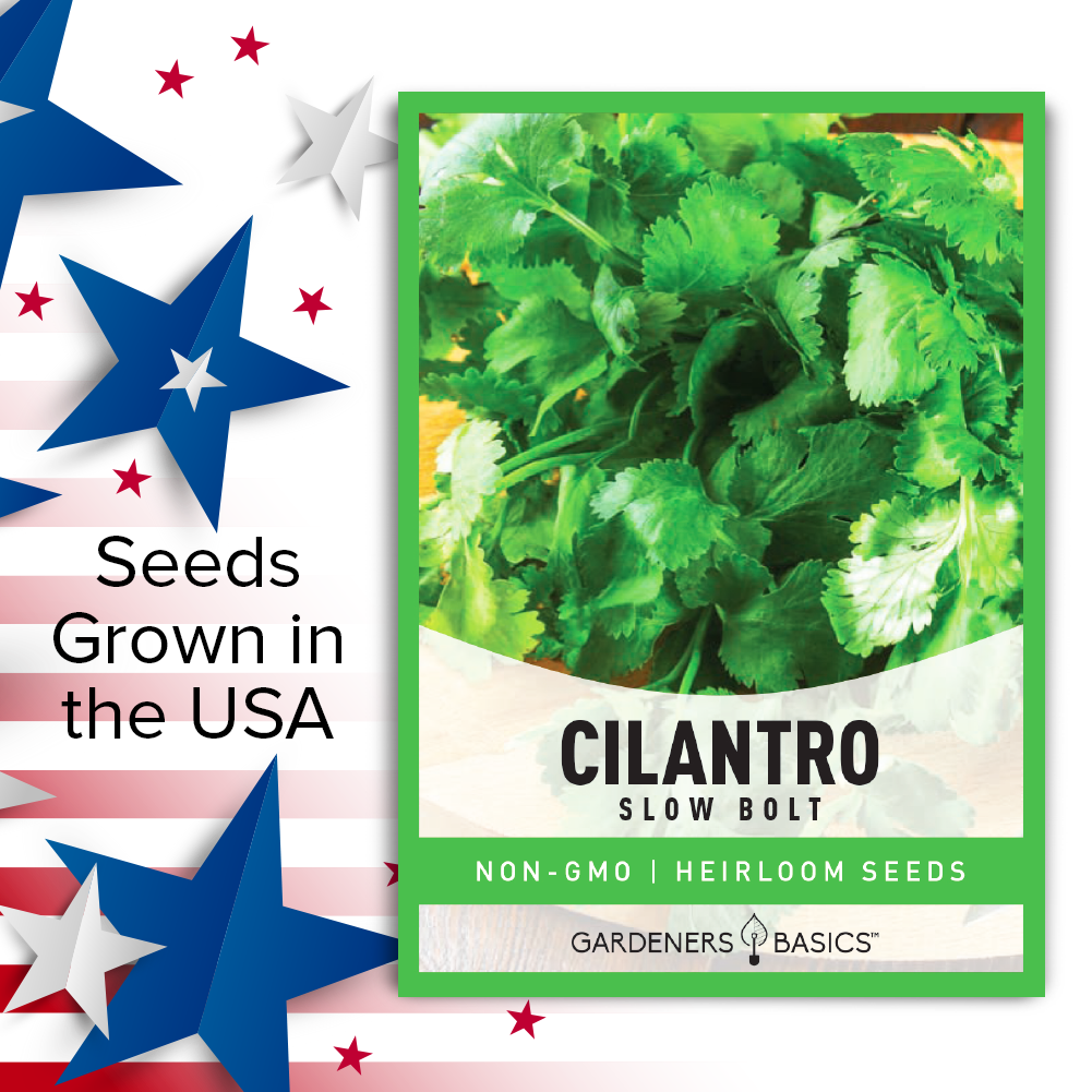 Slow Bolt Cilantro Seeds For Planting Non-GMO Herb Seeds For Home Herb Garden USA