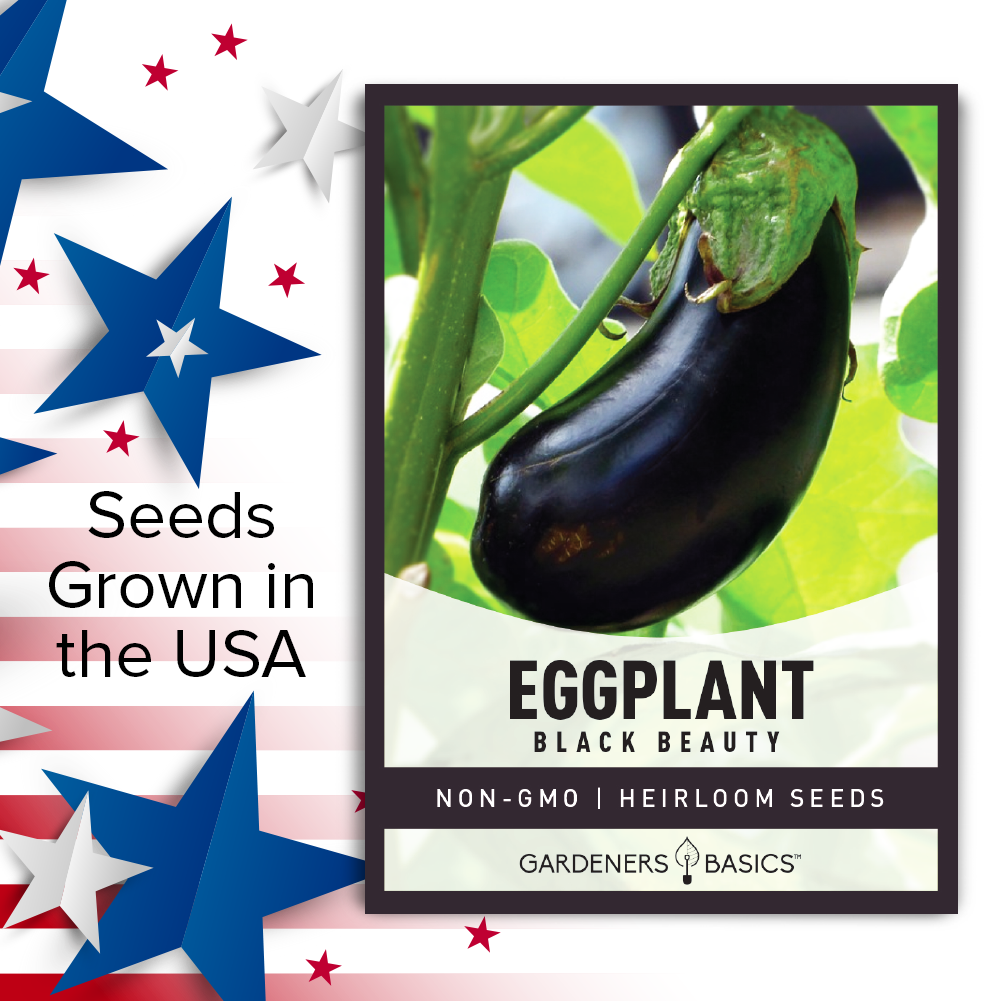 Black Beauty Eggplant Seeds Non-GMO Heirloom Seeds For Planting Home Vegetable Garden USA