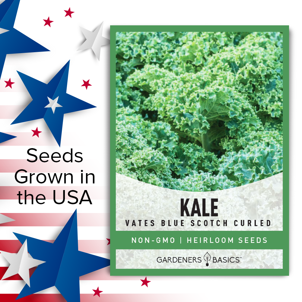 Vates Blue Scotch Curled Kale Seeds For Planting Non-GMO Lettuce Seeds For Home Vegetable Garden USA