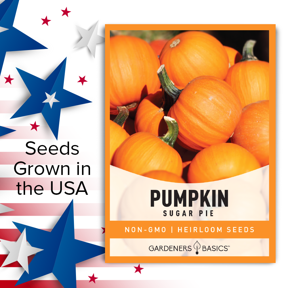 sugar pumpkin seeds to plant Sugar Pie Pumpkin Seeds