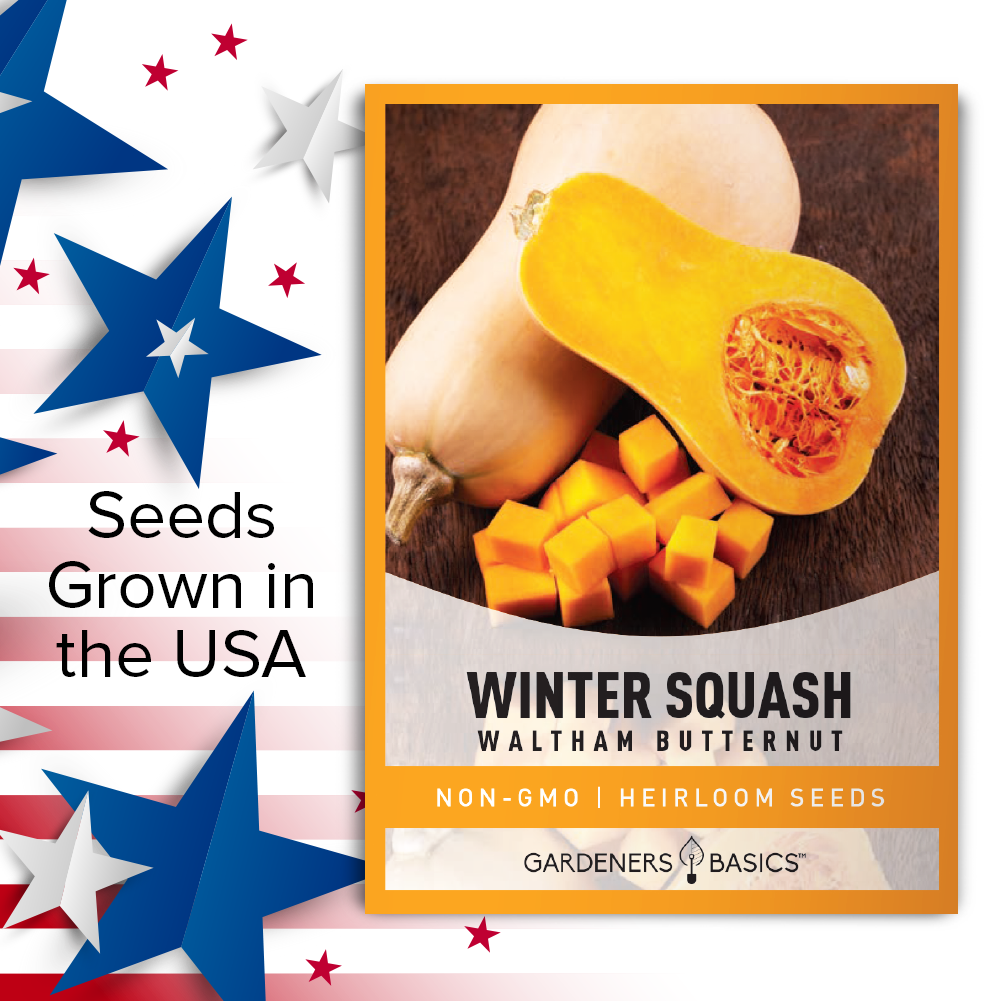 Waltham Butternut Winter Squash Seeds For Planting Non-GMO Seeds For Home Vegetable Garden USA