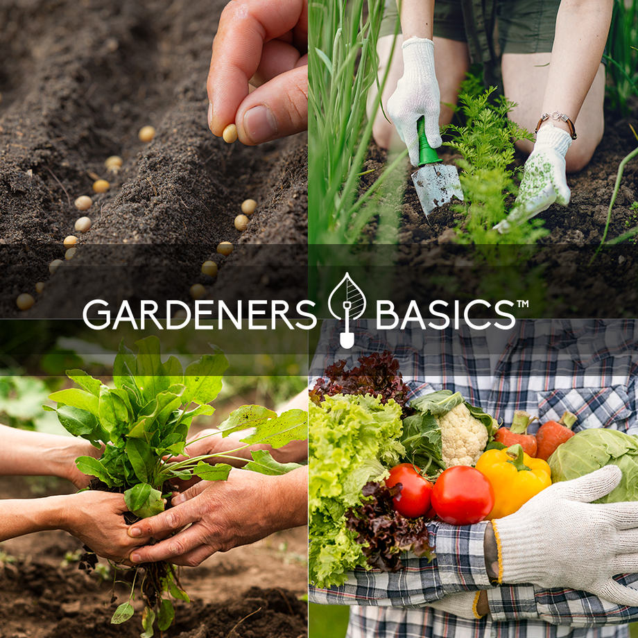 bulk garden seeds for sale near me Survival Vegetable Seeds Garden Kit Over 16,000 Seeds Non-GMO and Heirloom
