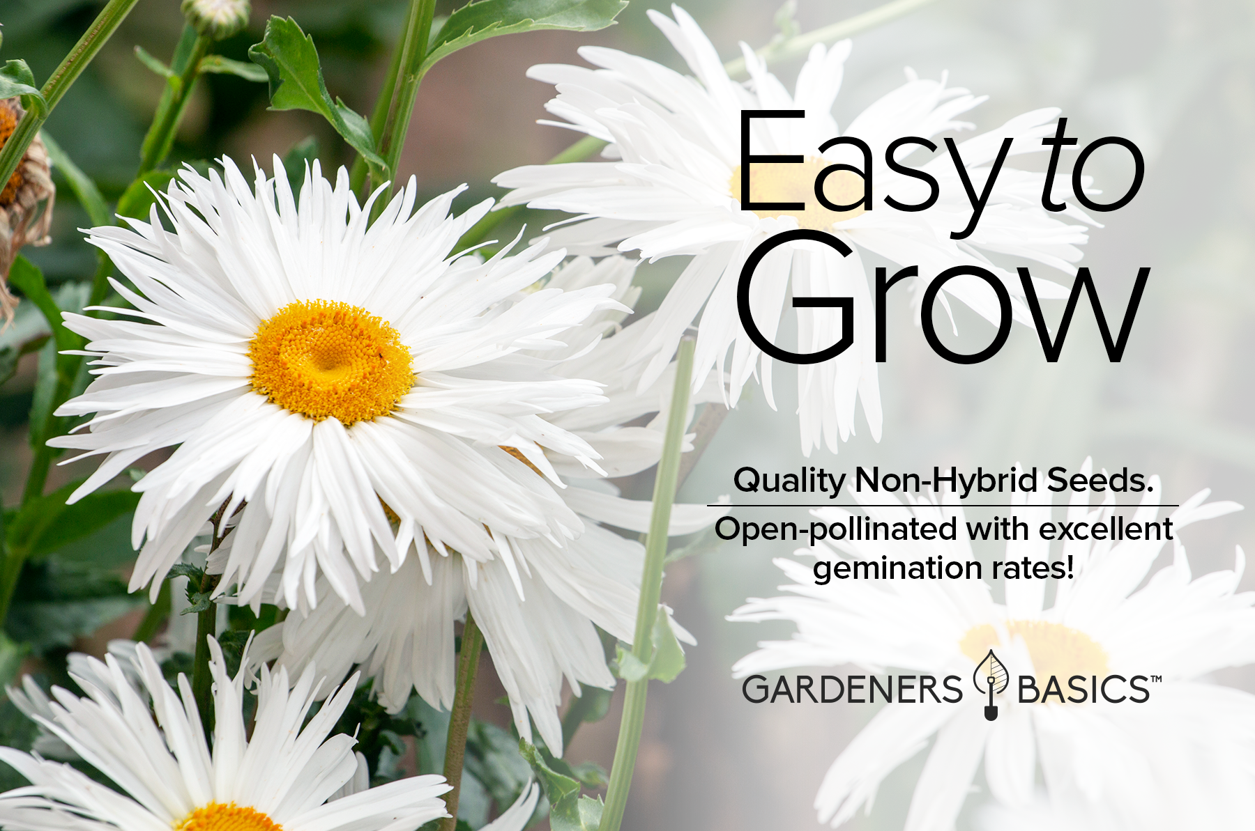 How to Grow a Shasta Daisy in Your Garden - Birds and Blooms