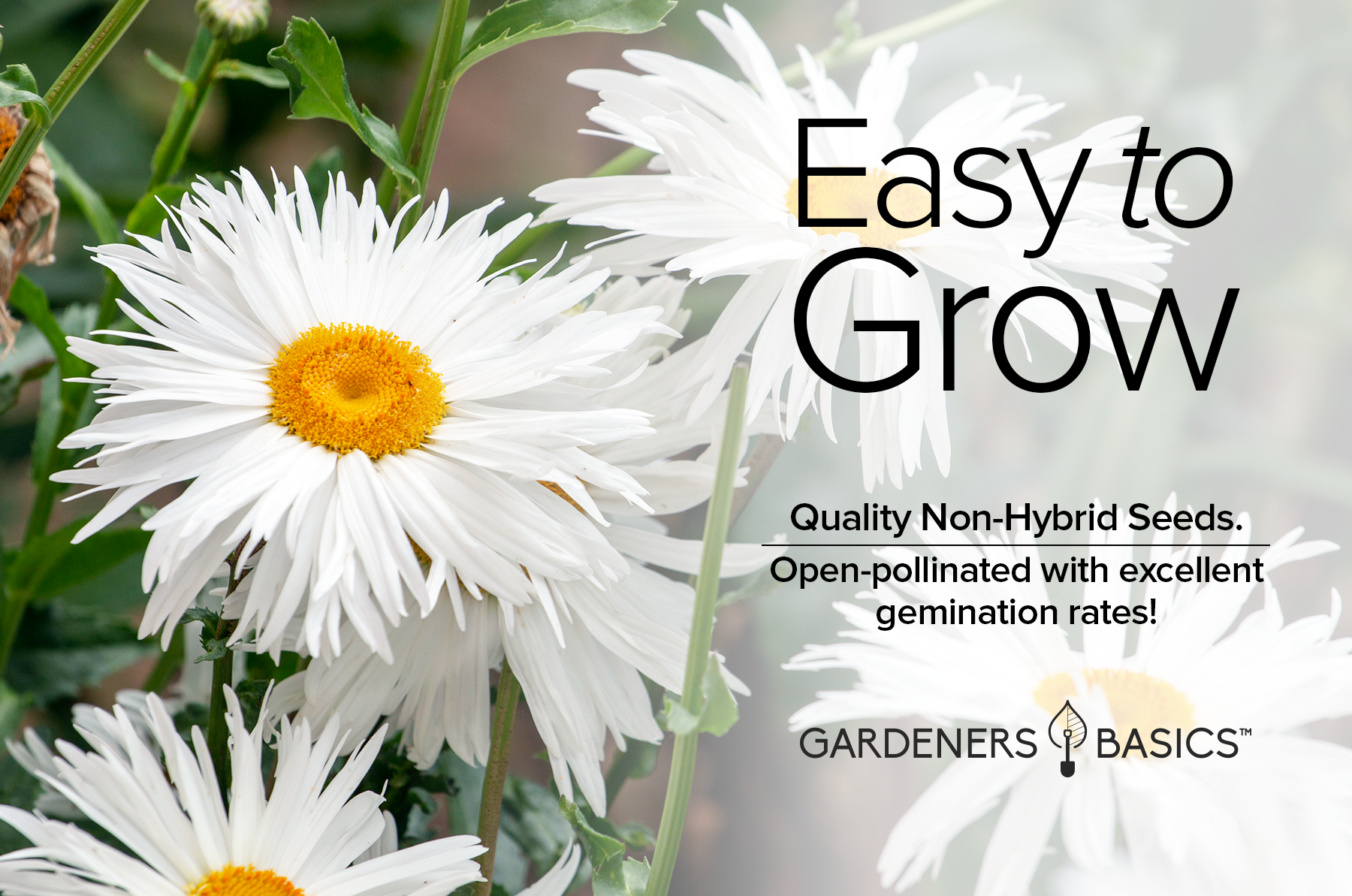 planting shasta daisy seeds Buy Alaska Shasta Daisy Seeds – Heirloom & Non-GMO – Gardeners Basics