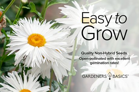 Alaska Shasta Daisy Seeds – Perennial Beauty for Your Garden