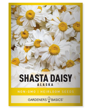 Buy Alaska Shasta Daisy Seeds  Heirloom & Non-GMO