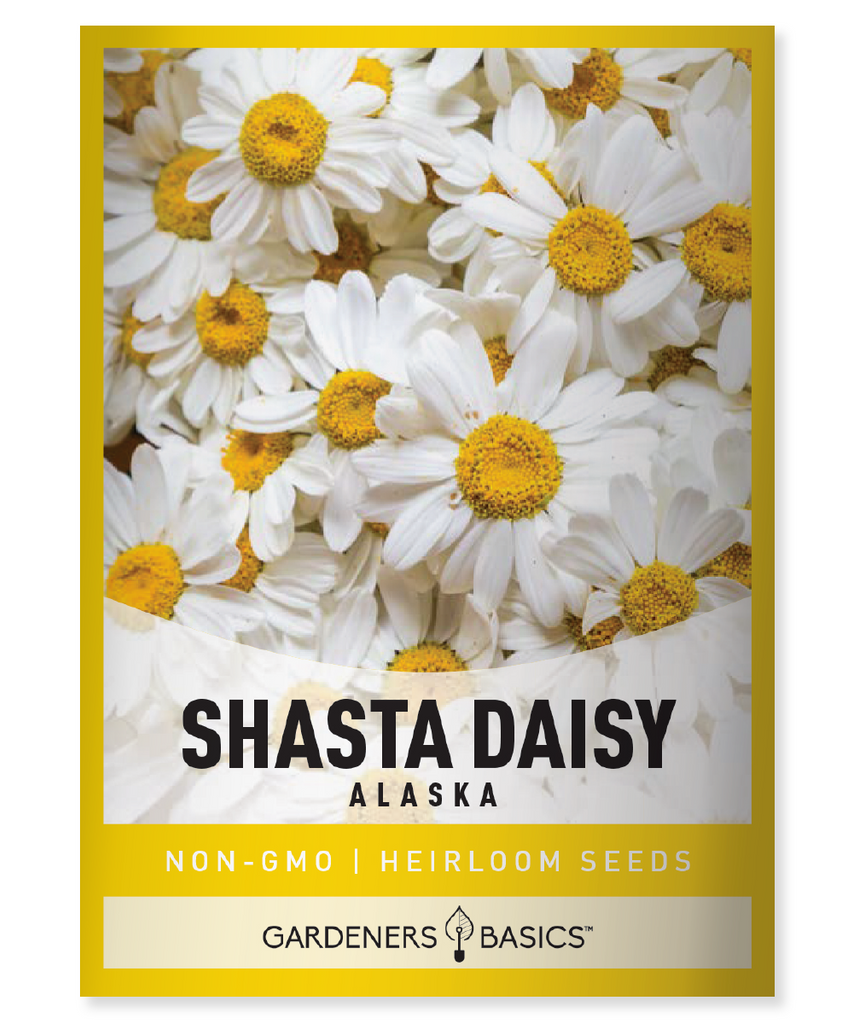 Shasta Daisy Alaska Chrysanthemum maximum White petals Yellow center Perennial Full sun Partial shade Moderate moisture Cottage garden Cut flowers Beneficial insects Spent flowers Short-lived Bloom period Summer