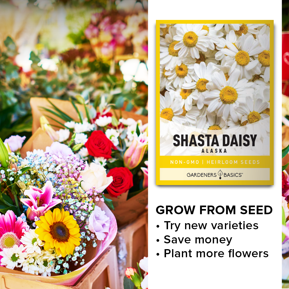 Shop Non-GMO Alaska Shasta Daisy Seeds – Open Pollinated