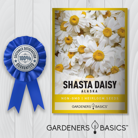 Alaska Shasta Daisy Seeds for Pollinator-Friendly Gardens