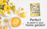 Alaska Shasta Daisy Seeds – Easy Growing Instructions