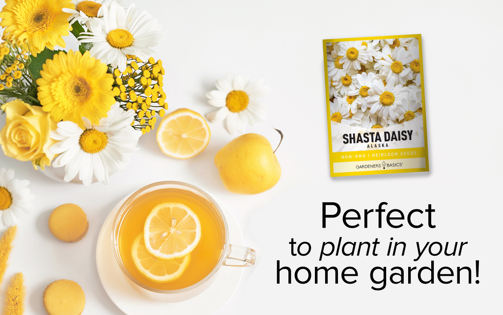 Alaska Shasta Daisy Seeds – Easy Growing Instructions