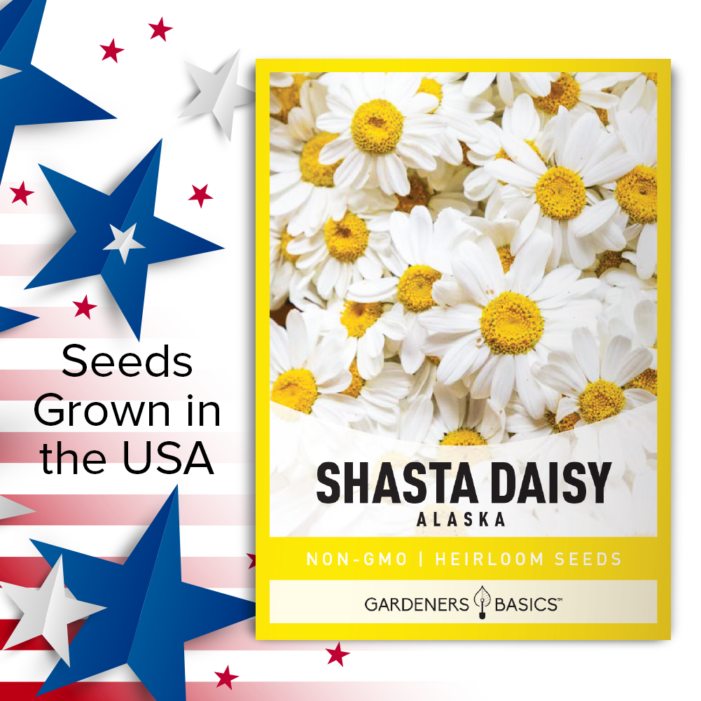 Non-Hybrid Alaska Shasta Daisy Seeds for Flower Gardens