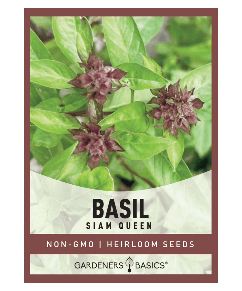 Siam Queen Basil Seeds Gardeners Basics