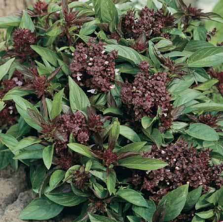Plant Siam Queen Basil Seeds and Enjoy Fresh Herbs All Year Long