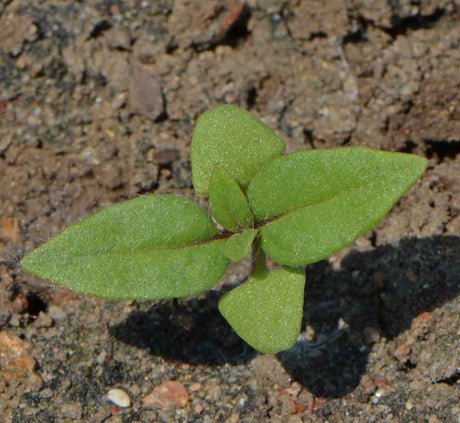Grow Siam Queen Basil in Your Garden and Elevate Your Cooking Game