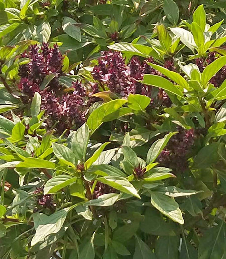 Grow Your Own Siam Queen Basil with These High-Quality Seeds
