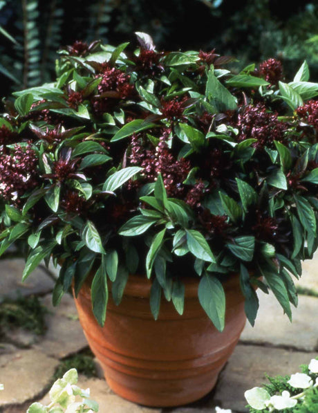 Siam Queen Basil Seeds: The Secret to Delicious Thai Cuisine at Home