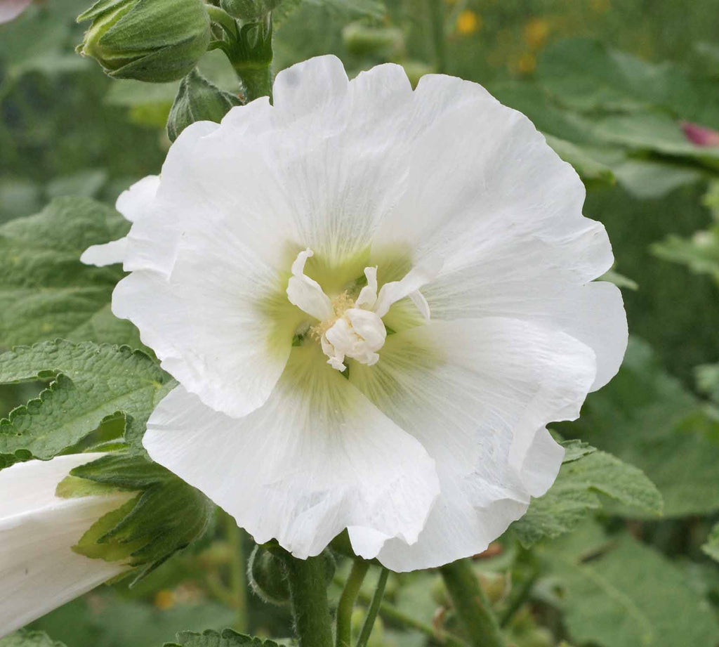 Grow a Towering Garden Display with Single Mixed Hollyhocks Seeds