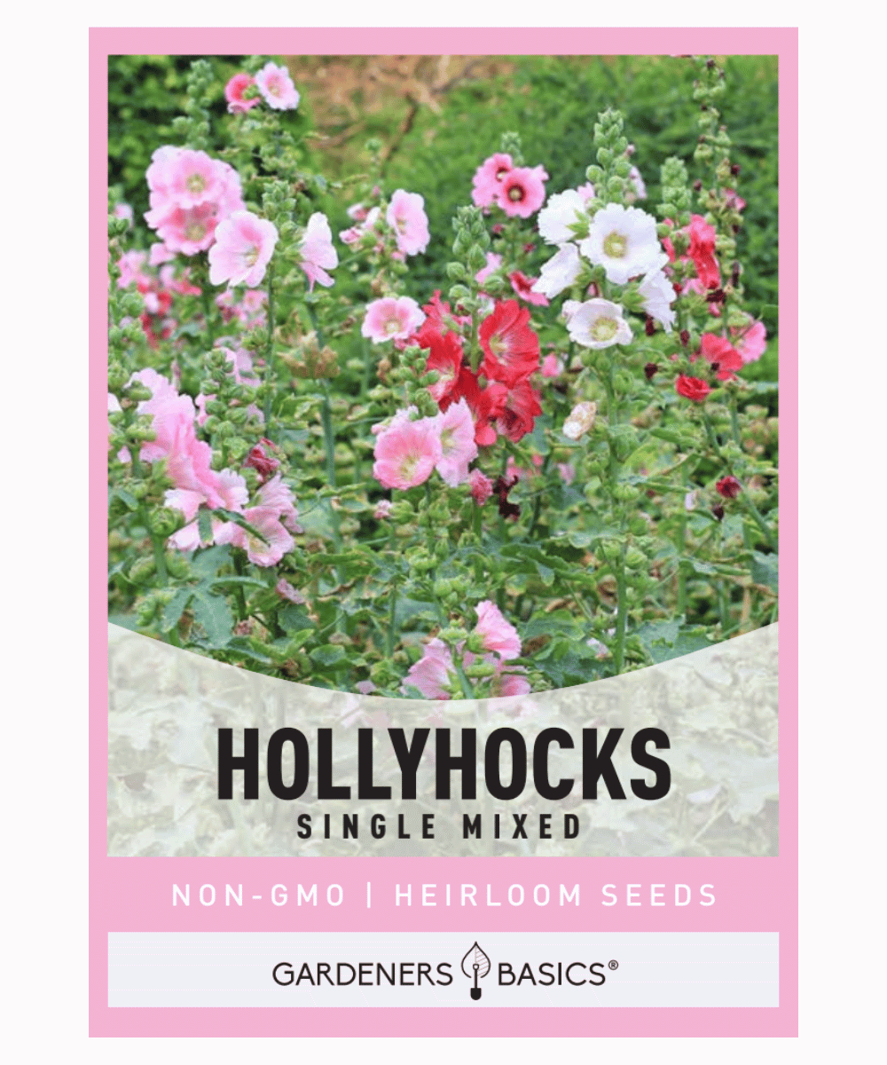 Hollyhocks Single Mixed Flower Seeds – Easy Grow Seeds