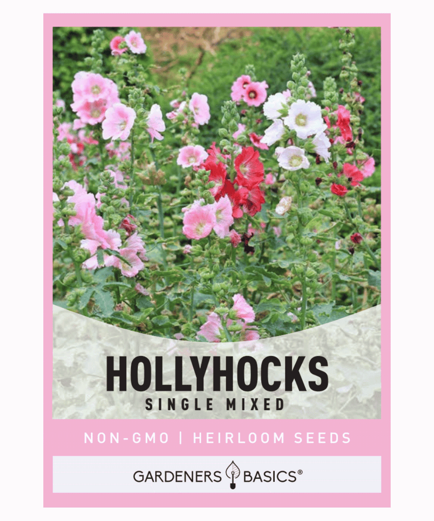 Single Mixed Hollyhocks, Alcea rosea, Hollyhocks seeds, Flower seeds for planting, Historical garden, Old-fashioned flowers, Mixed colors, Tall garden plants, Vintage charm, Nostalgic gardening, Flower borders, Garden fences, Easy to grow, Hardy plants, Summer blooms