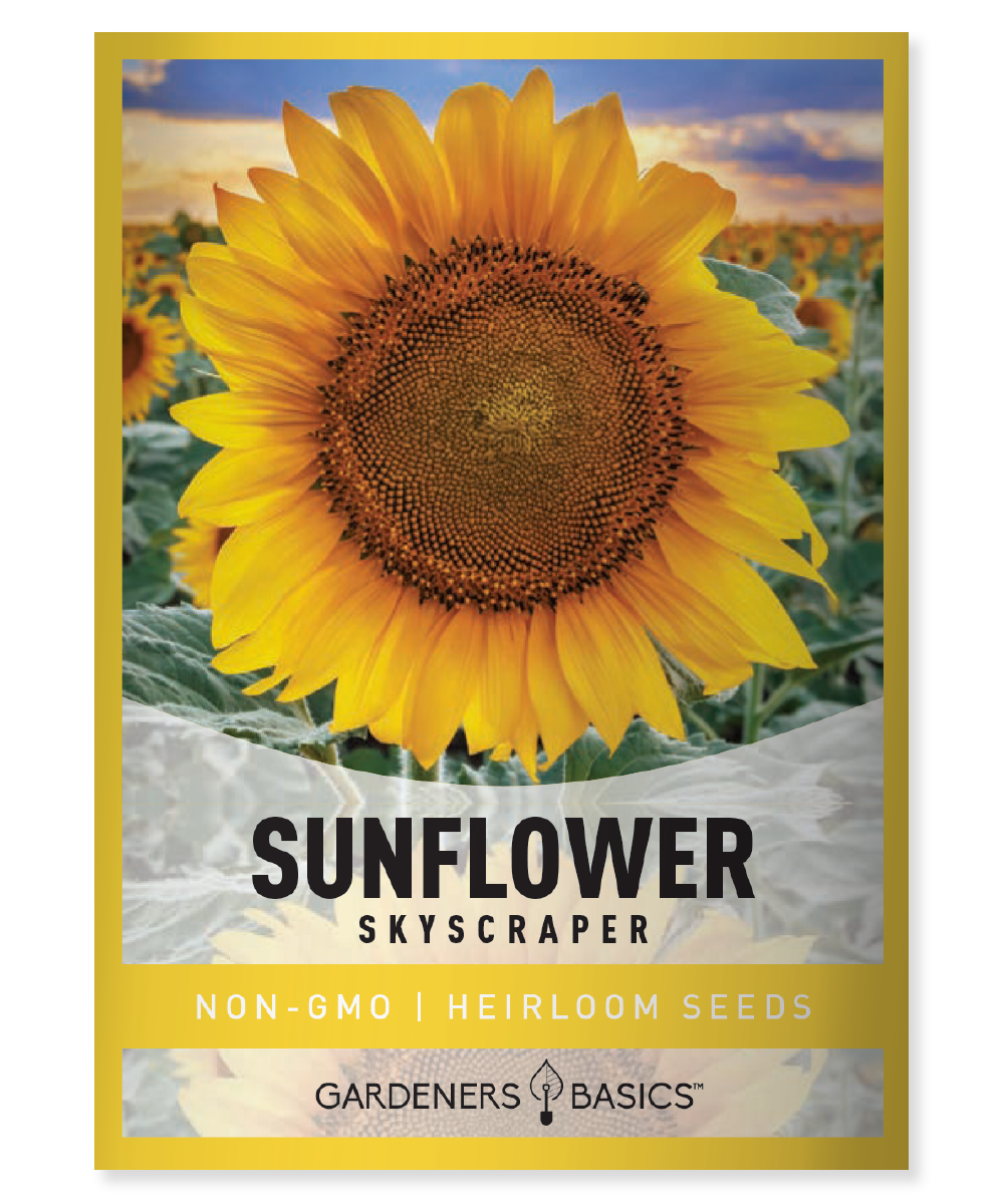 Skyscraper Sunflower Seeds for Sale Grow Tall Beauties in Your