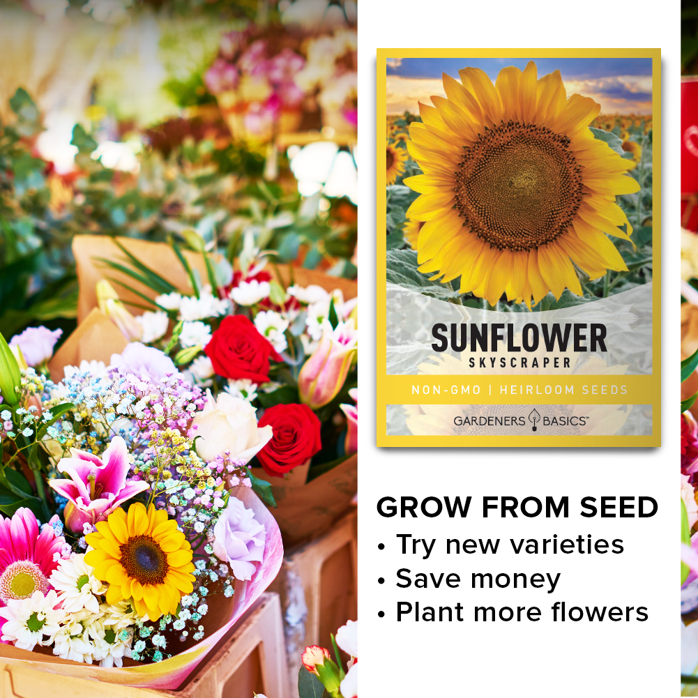 Skyscraper Sunflower Seeds for Sale: Grow Tall Beauties in Your Skyscraper Sunflower Seeds for Sale: Grow Tall Beauties in Your