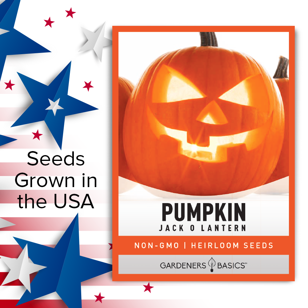 Jack O' Lantern Pumpkin Seeds: Grow Delicious & Decorative Pumpkins