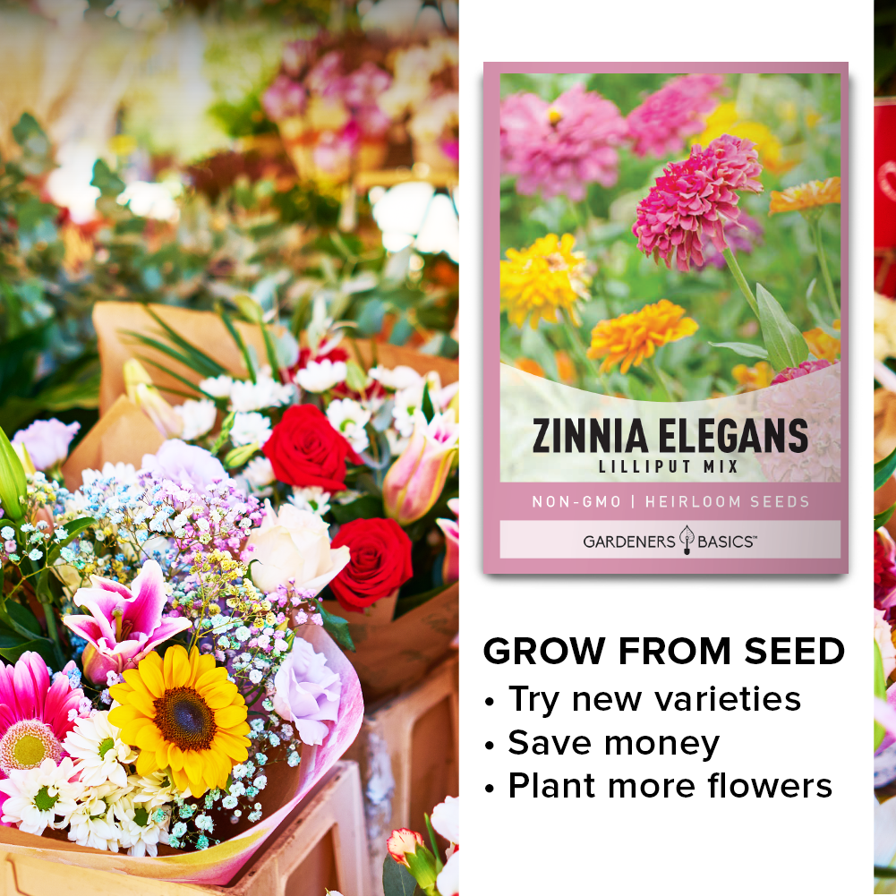 A Rainbow of Possibilities: Designing with Zinnia Lilliput Mix