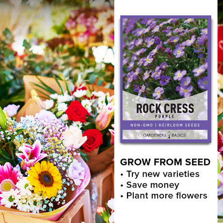Aubrieta Deltoidea: A Low-Maintenance Perennial for Your Landscape