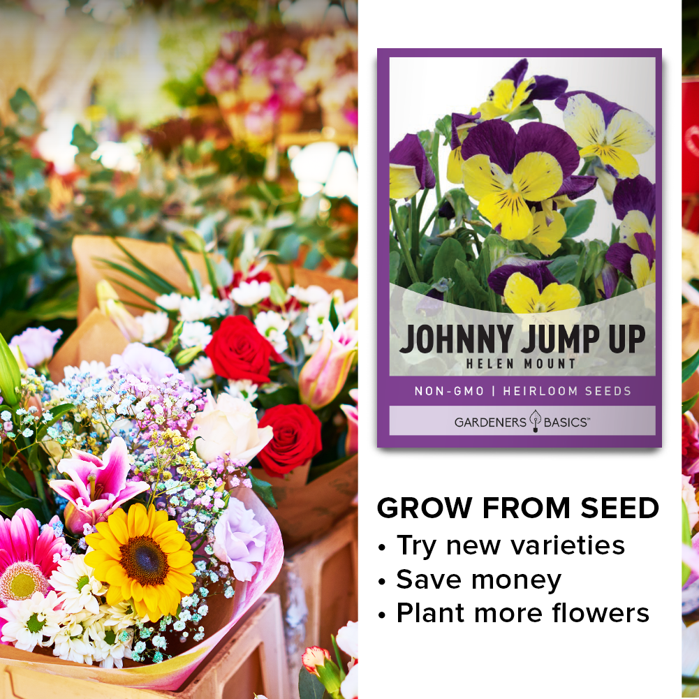 Versatile Helen Mount Johnny Jump Up Seeds for Rock & Wild Gardens