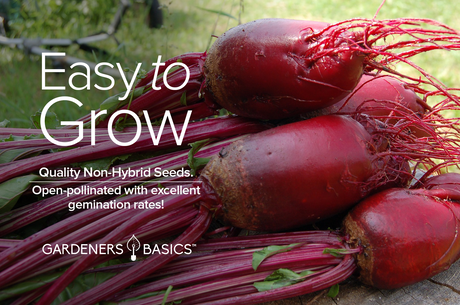 Add a Splash of Vibrant Color to Your Garden with Cylindra Beet Seeds