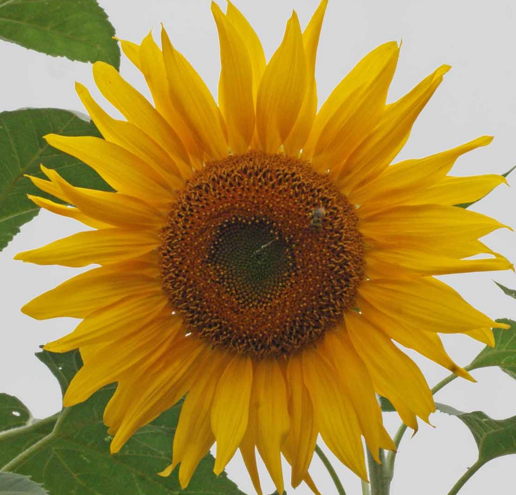 Create a Bee-Friendly Garden with Mammoth Sunflower Seeds