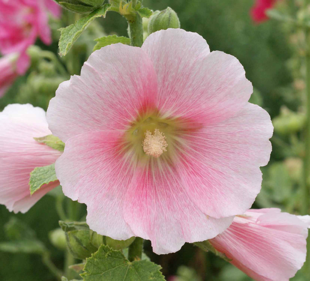 Single Mixed Hollyhocks - The Perfect Blend of Color and Resilience