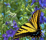 Grow Rocket Larkspur Imperial Mix in Full Sun or Part Shade
