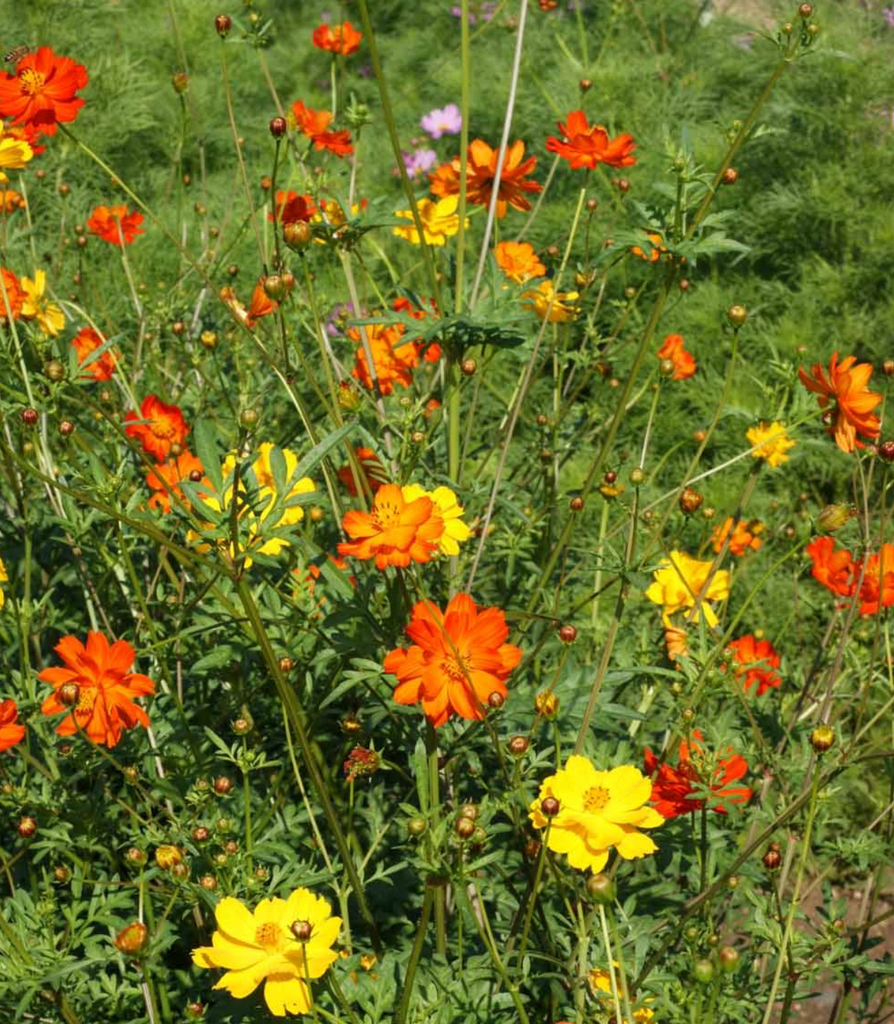 Grow Sulphur Cosmos Bright Lights for a Vibrant Summer Garden