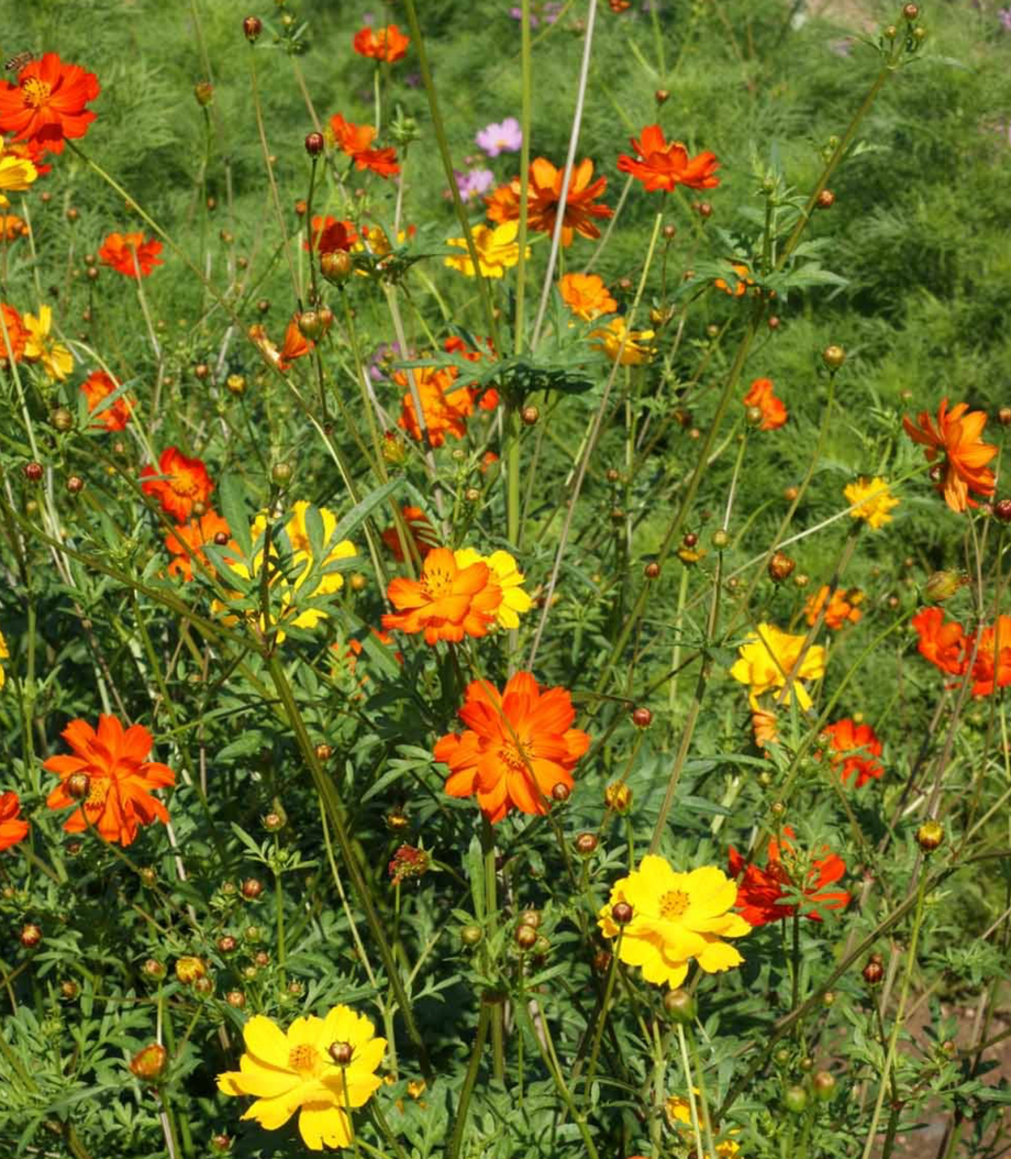 Cosmos Bright Lights Seeds For Sale - Wildflowers for Stunning