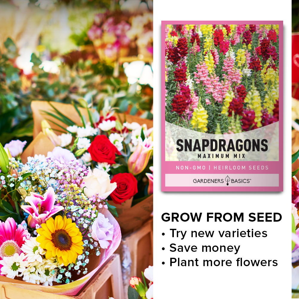 Extend Your Bloom Period with Tetra Mix Snapdragon Seeds